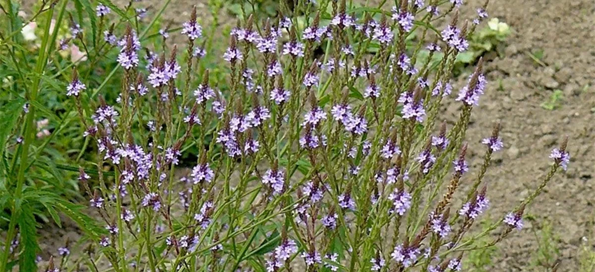 Verbena hastata