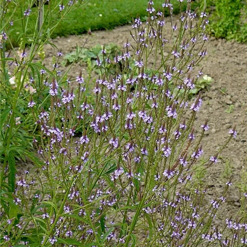 Verbena hastata