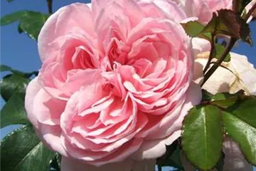 Robuste Rosen Robuste Rosen