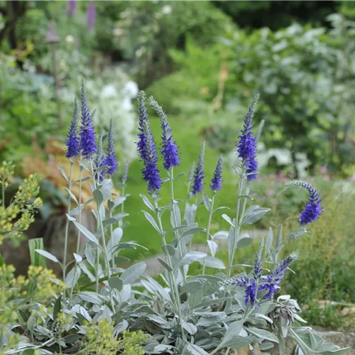 Veronica spicata ssp. incana 'Silberteppich'