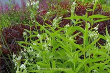 Verbena hastata 'Alba'