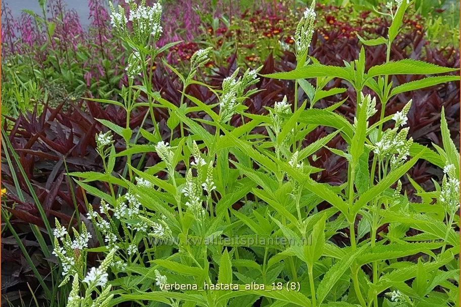 Verbena hastata 'Alba'