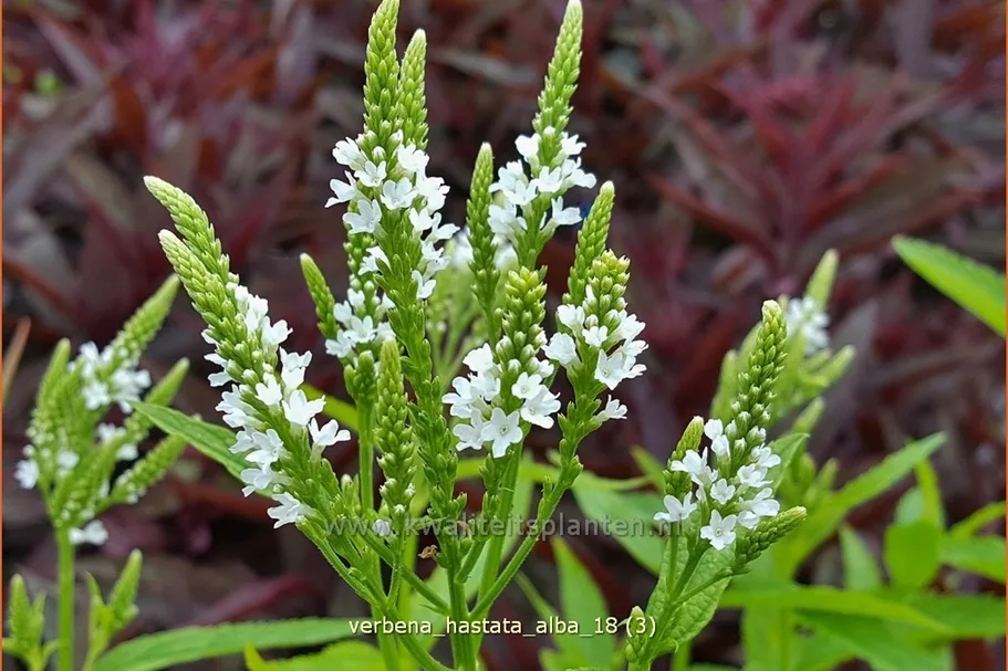 Verbena hastata 'Alba'