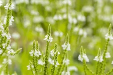 Verbena hastata 'Alba'