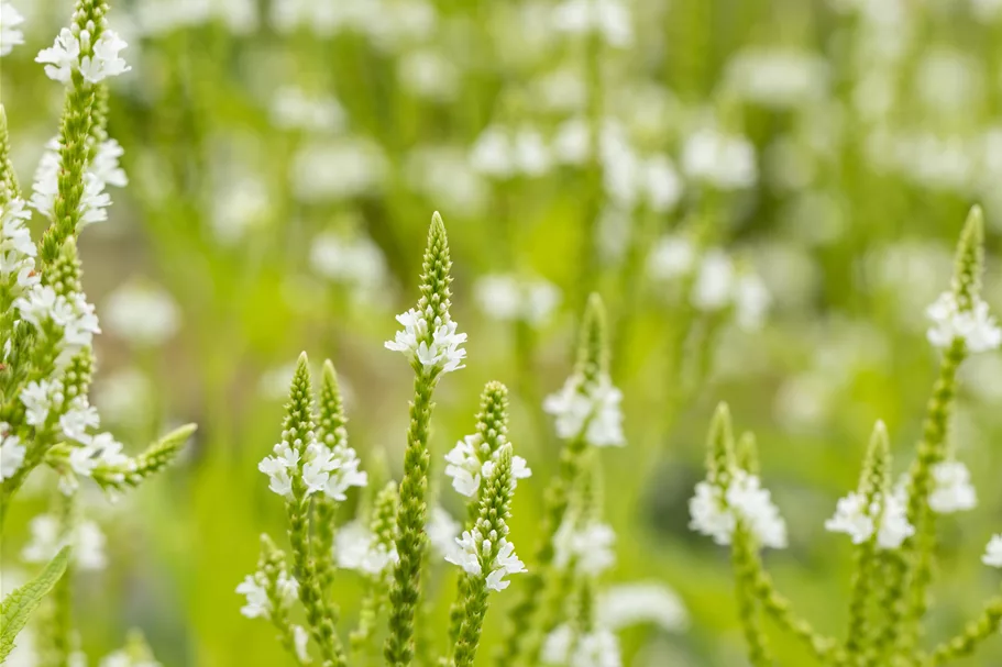 Verbena hastata 'Alba'