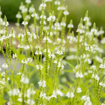 Verbena hastata 'Alba'