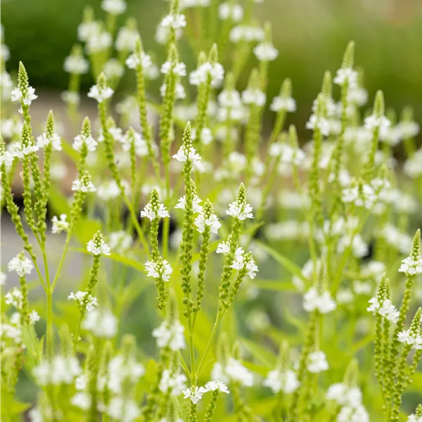 Verbena hastata 'Alba'