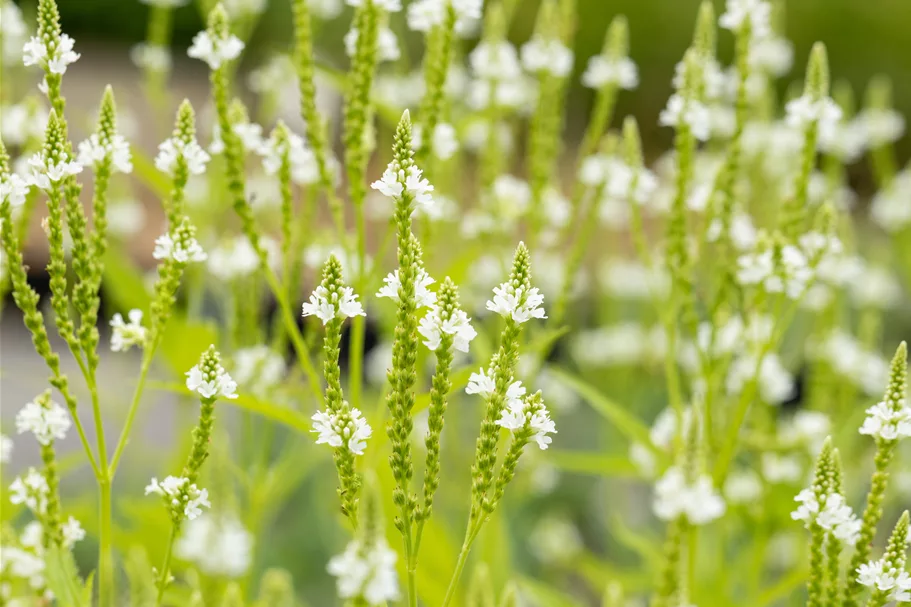 Verbena hastata 'Alba'