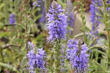 Veronica spicata 'Nana Blauteppich'