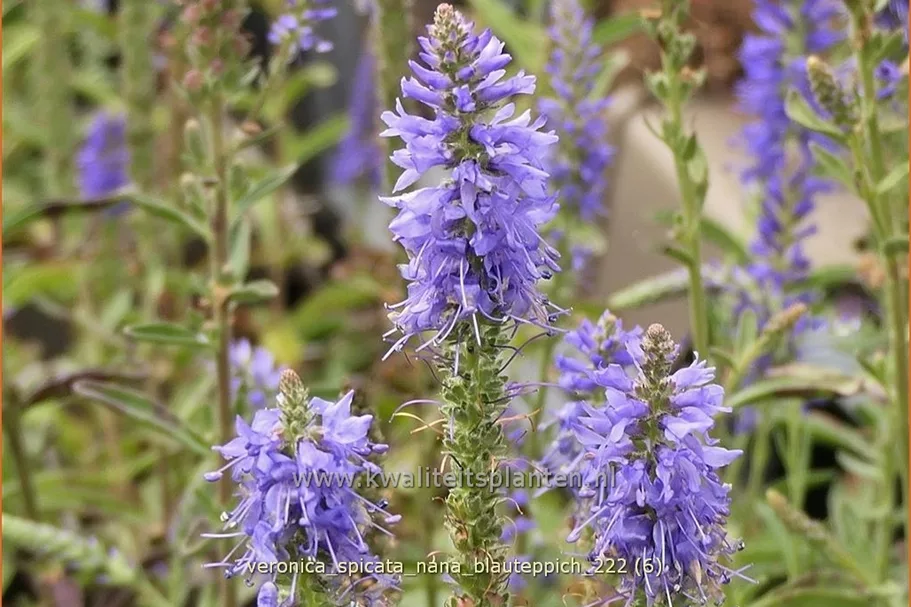 Veronica spicata 'Nana Blauteppich'