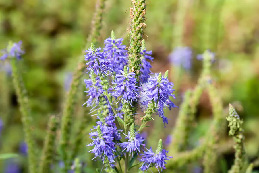 Veronica spicata 'Nana Blauteppich'