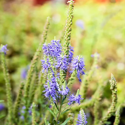 Veronica spicata 'Nana Blauteppich'