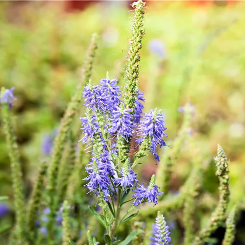 Veronica spicata 'Nana Blauteppich'