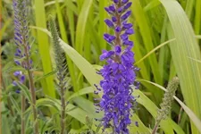 Veronica spicata 'Romiley Purple'