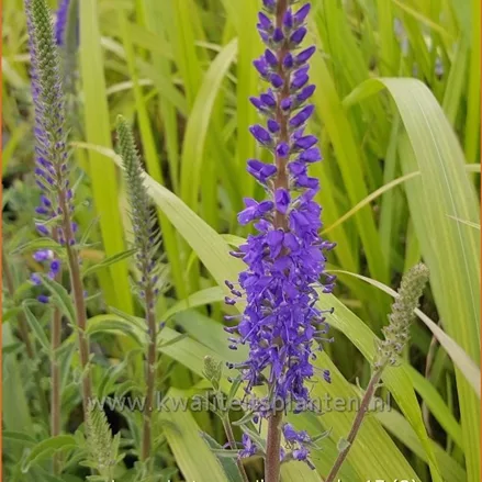 Veronica spicata 'Romiley Purple'
