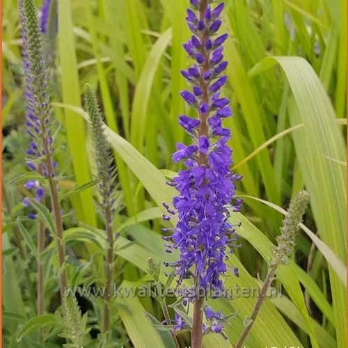 Veronica spicata 'Romiley Purple'