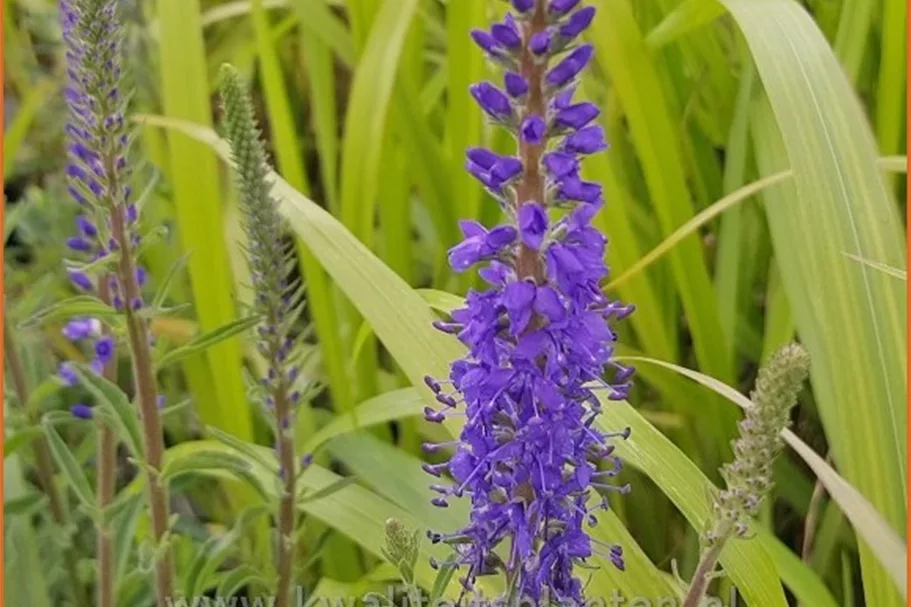 Veronica spicata 'Romiley Purple'