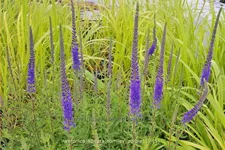 Veronica spicata 'Romiley Purple'