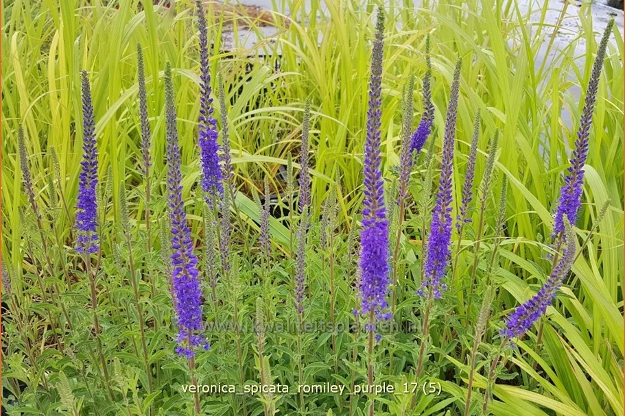 Veronica spicata 'Romiley Purple'