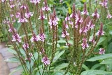 Verbena hastata 'Rosea'