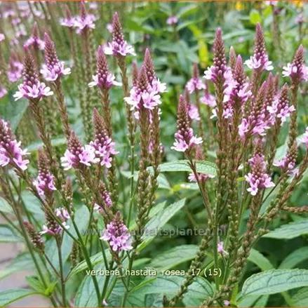 Verbena hastata 'Rosea'