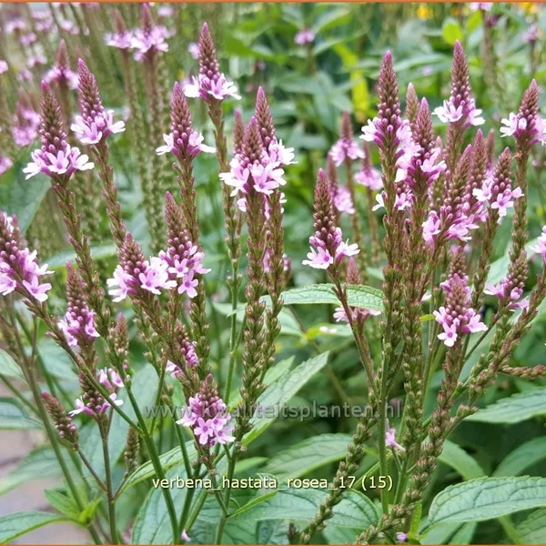 Verbena hastata 'Rosea'