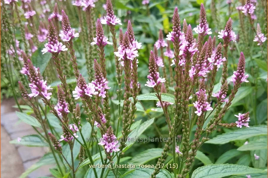Verbena hastata 'Rosea'