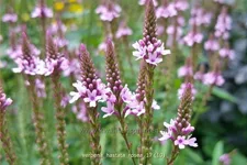 Verbena hastata 'Rosea'