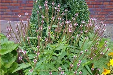 Verbena hastata 'Rosea'