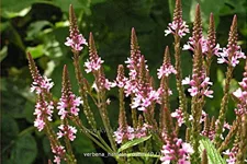 Verbena hastata 'Rosea'
