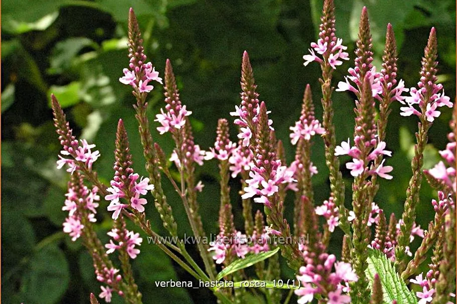 Verbena hastata 'Rosea'
