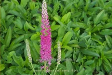 Veronica spicata 'Rosa Zwerg'
