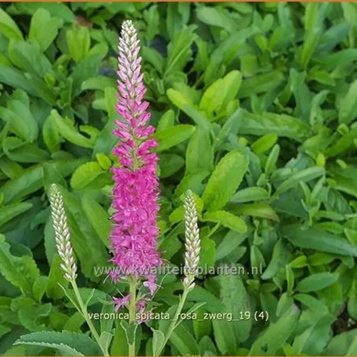 Veronica spicata 'Rosa Zwerg'