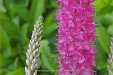 Veronica spicata 'Rosa Zwerg'