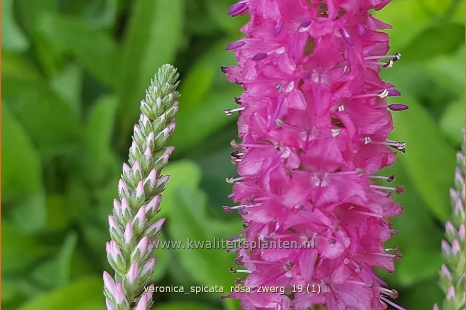 Veronica spicata 'Rosa Zwerg'