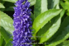 Veronica spicata 'Royal Candles'
