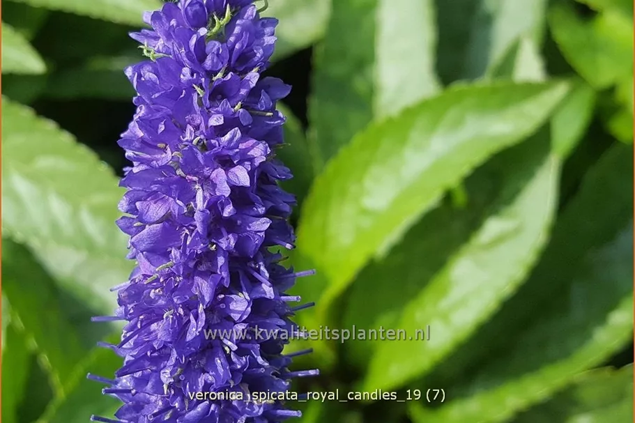 Veronica spicata 'Royal Candles'