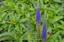 Veronica spicata 'Royal Candles'