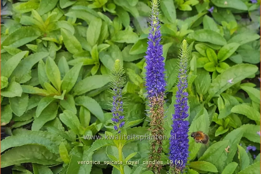 Veronica spicata 'Royal Candles'