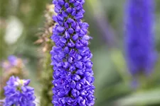 Veronica spicata 'Royal Candles'