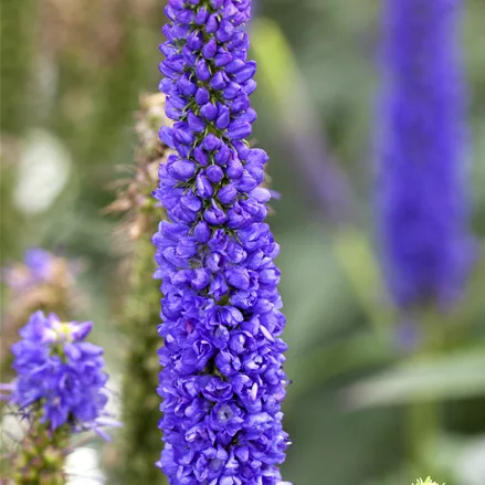 Veronica spicata 'Royal Candles'
