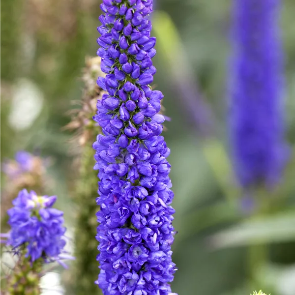 Veronica spicata 'Royal Candles'