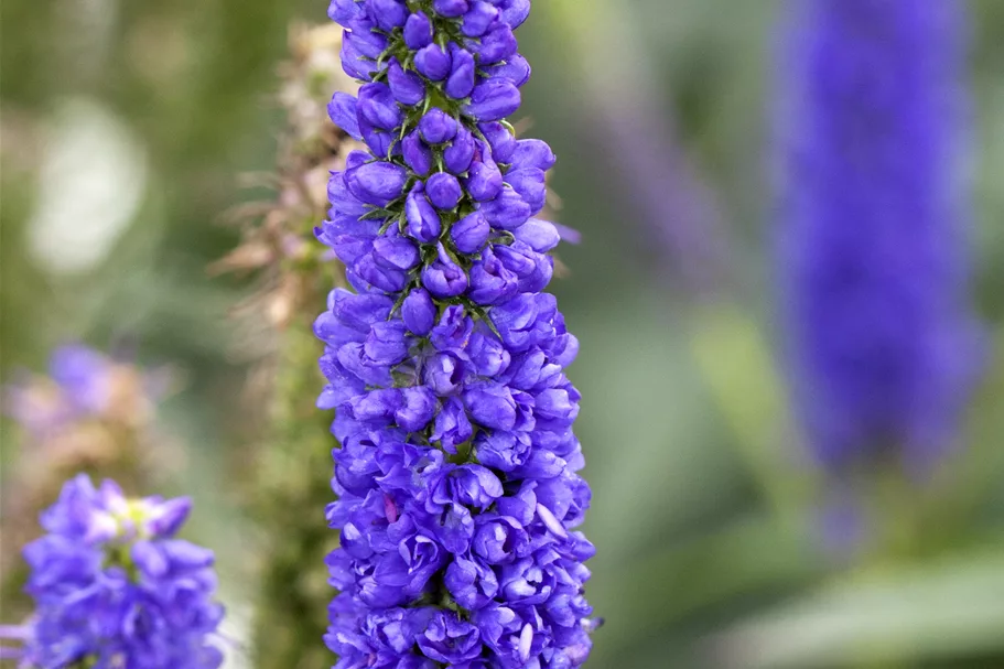 Veronica spicata 'Royal Candles'
