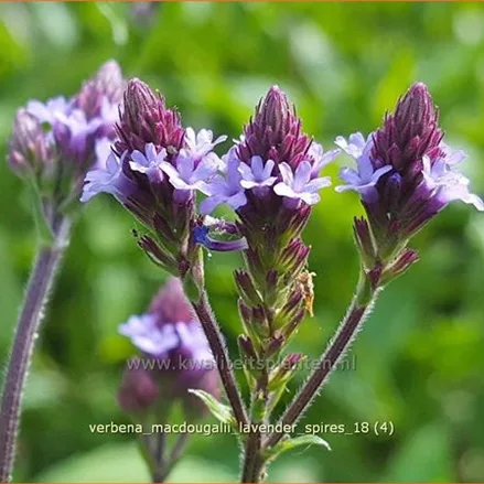 Verbena macdougalii 'Lavender Spires'