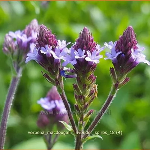 Verbena macdougalii 'Lavender Spires'