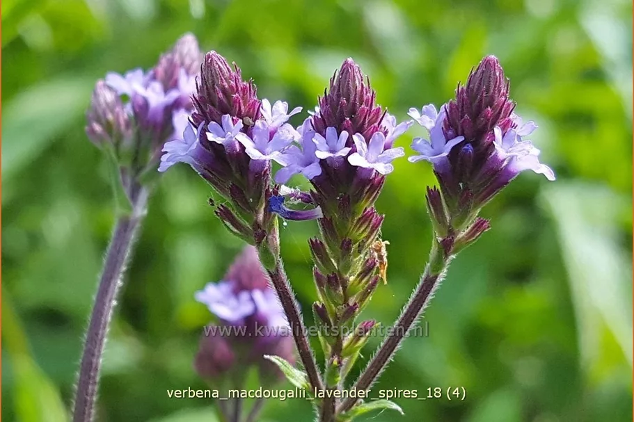 Verbena macdougalii 'Lavender Spires'