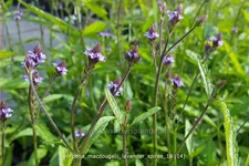 Verbena macdougalii 'Lavender Spires'