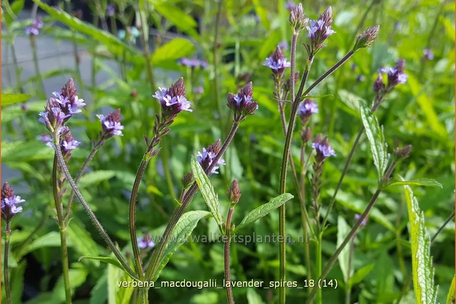 Verbena macdougalii 'Lavender Spires'