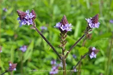 Verbena macdougalii 'Lavender Spires'