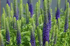 Veronica spicata 'Ulster Blue Dwarf'